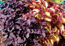 Deep burgundy coleus leaves mingles with a bright green coleus.