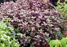 Alternanthera – A mass of purple leaves fills the frame, with green leaves on the sides.
