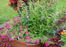 Angelonia – A container displays pink flowers growing down low, with taller green stems rising above.
