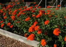 Orange blooms grow atop a bed of green plants.
