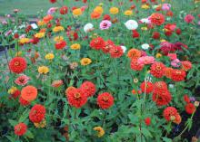 Dozens of red, yellow and white flowers grow on long stems.