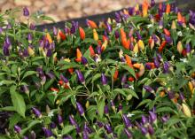 Yellow, red, orange and purple peppers grow upwards from a green plant
