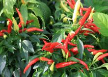 Several red pepper and a few yellow ones rise above green foliage.