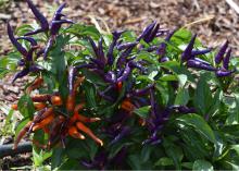 Numerous dark purple peppers and a small cluster of orange peppers grow from a green plant