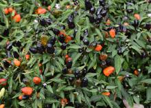 Several black peppers and orange peppers protrude from the green leaves of a plant