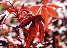 A reddish-brown leaf with serrated edges is seen in focus against a background of similarly colored leaves.