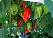 Small, wrinkled-looking red and green hot peppers hang from a plant in this close-up image.