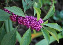 A cluster of purple berries growing around a branch has several green leaves sprouting from the mass.