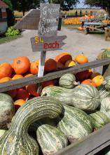 An outdoor market displays a wooden sign over a crate of squash proclaiming “Green stripe cushaw, $4 each.” Behind it are small, orange pumpkins.