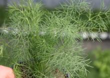 The thin, wispy branches of a small dill plant fill the frame.