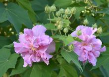 Two pink blooms shine in a sea of green leaves with several tiny, green buds nearby.