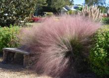 A mass of pink grasses billows beside a stone bench in a garden with greenery all around.