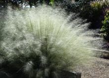 The thin, upright, green stalks of a plant are seen supporting a billowy mass of tiny white blooms.