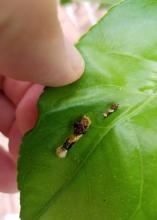 Two small, brown-and-white caterpillars sit on a green leaf held in a person’s hand. 
