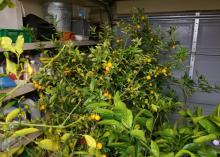 Small trees full of orange fruit are grouped inside a garage.