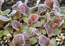 Tiny red and green leaves of baby lettuce are covered with frost.