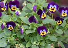 A single plant displays several intricate flowers of purple, white, blue and yellow colors.