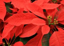 The traditional colors a poinsettia displays are the bracts, while the tiny, yellow structures in the center are the actual flowers. 