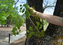 An arm holds a leafy green branch against the gray trunk of a tree growing next to a road.