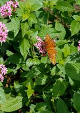 An orange butterfly with wings outstretched rests atop a cluster of small, pink flowers on a plant with green leaves.