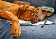 Dog with glasses sleeping on a notebook.