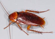 Image is of a shiny, medium-brown cockroach with six legs and long antennae.