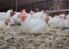 A white chicken sits among a flock of chickens in a poultry house.