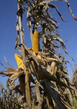 Husks have been pulled back to reveal two dried ears of corn on a corn stalk in a field of corn ready for harvest.