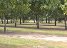 A pecan tree orchard with an irrigation system.