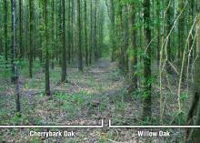 View down a center lane with rows of young trees on each side of the lane and green leaves throughout both sides. Brackets on the bottom of the photo indicate cherrybark oaks on the left and willow oaks on the right.