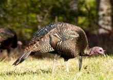 A mature turkey walks to the right through low grass as it examines the ground on a sunny day.