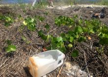 A discarded half-gallon milk jug lays in a natural area along a beach.