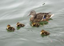 Four baby ducks swim beside their mother in a pond.