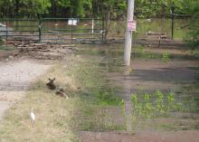 Two deer are lying down beside a remote road that ends at a closed farm gate with floodwater and debris floating beyond and around the area.