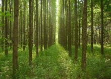 Medium-sized trees grow in straight rows as the sun highlights the green treetops and ground covering.