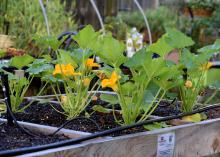 Small, green plants with large leaves and yellow blooms rise above soil in a wooden container, with black hoses winding around the plants.