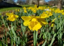 A blooming, yellow daffodil in focus in the foreground with a large cluster of other daffodils behind it out of focus.