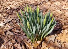 A dormant daffodil plant rests among a pile of brown leaves.