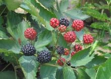 Three dark blackberries are part of a larger cluster of red blackberries against a leafy green background.