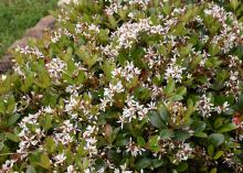 Scores of tiny, white flowers in clusters rise from among the green leaves of a mounding shrub.