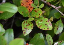 Reddish-brown circles dot the surface of green leaves.