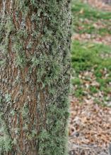 A fuzzy, light-green growth covers much of the side of a tree trunk.