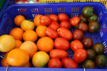 A blue basket holds tomatoes in a range of colors from yellow to dark green with a hint of red.
