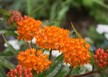Small, orange flower petals cluster together on top of stems and leaves.