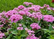Scores of star-shaped, pink flowers bloom in clusters above green leaves.
