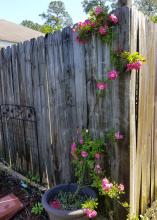 A single rose stem grows up a gray, wooden fence and has clusters of pink blooms on green leaves.