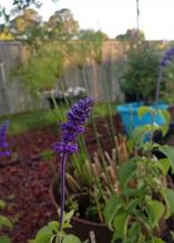 A bluish-purple flower balances on a long stem in front of other plants.