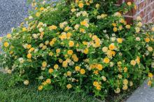 Round flowers in various shades of yellow cover a mounding green black growing against a brick column.