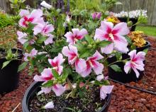 Nearly a dozen light-pink flowers with dark-pink centers grow in a large circular container.