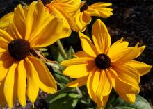 Two large, yellow flowers with brown centers bloom atop a green stem.